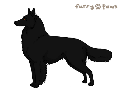 Furry Paws // Breed Information - Belgian Sheepdog