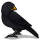 Edgar the Blackbird