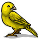 Canary