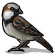 Tweety the Sparrow