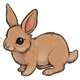Cinnamon the A Fluffy Wuffy Bunny