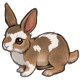 Cutie the A Fluffy Wuffy Agouti Bunny
