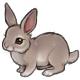 Cinders the A Fluffy Wuffy Grey Bunny