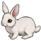 Snowfall the A Fluffy Wuffy White Bunny