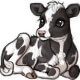 Mushu the Holstein Calf