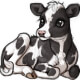 Holstein Calf