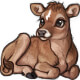 Riesa the Jersey Calf