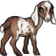 Lila the Nubian Goat