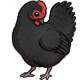 Black Betty the Australorp Hen