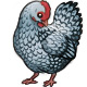 Twilight the Silver Laced Wyandotte Hen