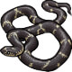 Compass the Eastern Kingsnake