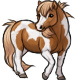 Latigo the Sweet Paint Pony