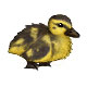 Quackers the Patchy Fluffy Duckling