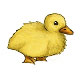 Corn-elia the Yellow Fluffy Duckling