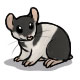 Salazar Slytherin the Black Banded Hamster