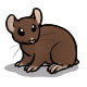 Chocolate Puff the Chocolate Hamster