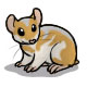 Harry Potter the Cinnamon Hamster