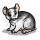 Lucius Malfoy the Silver Hamster