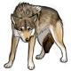 Sapphire the Timid Gray Wolf